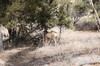 2018-01-16 to 2018-01-20 Bandolier and Jemez NM 011